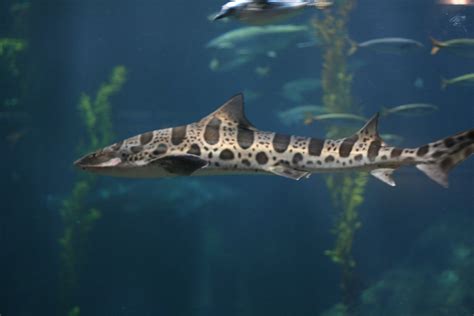 leopard shark hd wallpaper background image 3456x2304 id 530144 wallpaper abyss