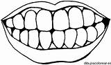 Sonrisa Dientes Corpo Umano Teeth Colorat Humain Zaehne Sonrisas Labios Medizin Corpul Uman Bucal Enorme Dentes Biologie Desene Partes Fisa sketch template