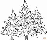 Coloring Evergreen Tree Pages Printable Paper sketch template