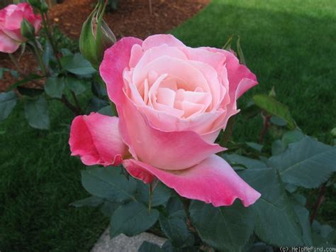 classy carol rose