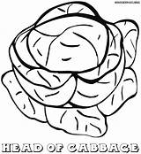 Cabbage Coloring Pages Colorings Template Coloringway sketch template
