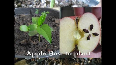 plant apple seeds   pot youtube
