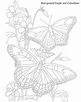 Butterflies Doverpublications Beylikduzuilan sketch template