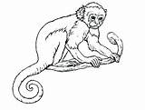 Monkey Coloring Pages Adults Realistic Line Drawing Getcolorings Print Color Monkeys Getdrawings Printable sketch template