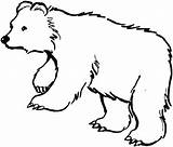 Urso Colorir Ursos Ted Puff Animais Kung Selvagens sketch template