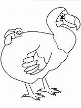 Dodo Coloring Netart Beak sketch template