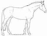 Holsteiner Caballo Supercoloring Caballos Lineart Orb sketch template