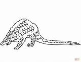 Pangolin Coloring Pages Printable Color Version Click Supercoloring Compatible Tablets Ipad Android Categories sketch template