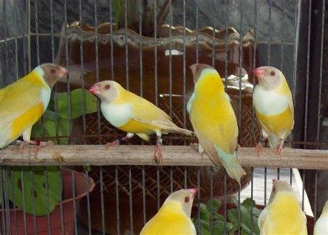 delmar gouldian finches lutino and albinistic gouldians