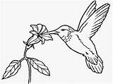 Coloring Hummingbird Pages Flower Coloringbay sketch template