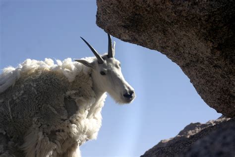 mountain goats   incredible cliff climbing skills