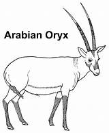 Oryx Arabian Clipart Knowledge Power Webstockreview sketch template