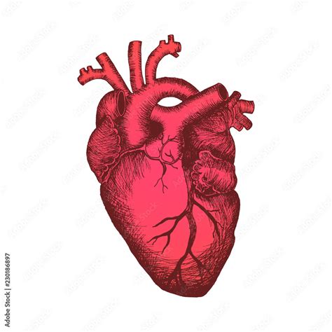 anatomical human heart color sketch isolated  white background