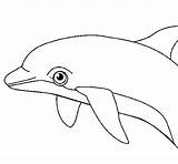 Golfinho Delfino Colorare Orque Phoque Bacbac Animais Disegni sketch template