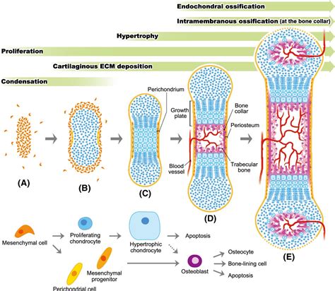 growth  differentiation   long bone  limb development repair