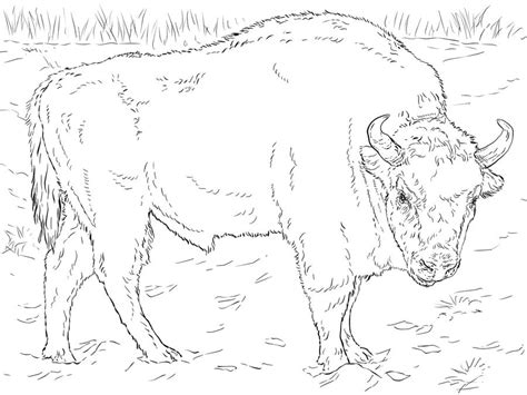 coloring pages coloring pages buffalo printable  kids adults