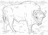 Buffalo Bufalo Colorare Printmania sketch template