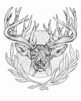 Drawing Elk Head Getdrawings Buck sketch template