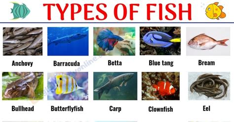 types  fish list   popular fish names  pictures  english