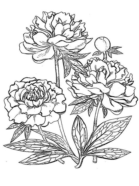 peony flower coloring pages download and print peony