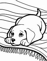 Coloring Labrador Pages Lab Retriever Dog Puppy Golden Printable Drawing Getcolorings Getdrawings Color Print Colorings sketch template