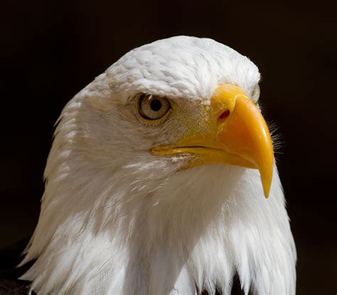 filebald eagle head jpg