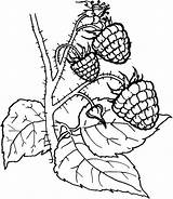 Himbeere Ausmalbilder Obst Bramen Berries Ist Ordnung Benutzen Genügt Webbrowser Anderen Sein sketch template