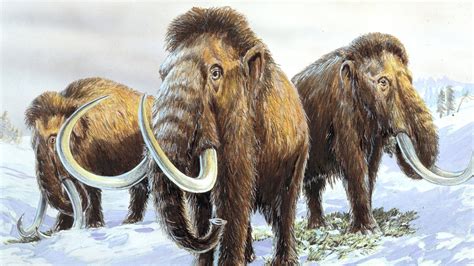 theory  woolly mammoth extinction revealed cbbc newsround