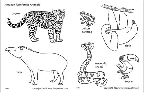 amazon jungle  rainforest animals  printable templates
