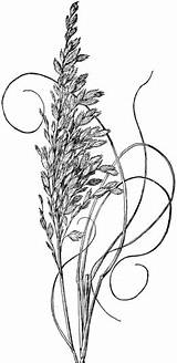 Oats Sea Clipart Clip Paniculata Clipground sketch template