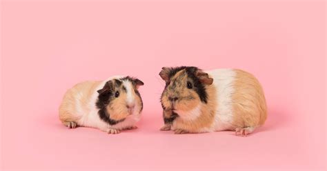 guinea pig price  india november  pets expert