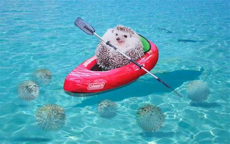azuki the tiny hedgehog in a canoe inspires epic photoshop battle