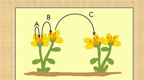 Class 12 Biology Sexual Reproduction In Flowering Plants Part 2 Youtube