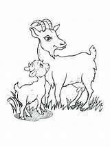 Goat Coloring Pages Baby Cute Boer Drawing Goats Billy Printable Color Getcolorings Getdrawings Mountain Three Colorings Print sketch template