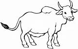 Toros Zebu Boi Stier Hoernern Byczek Vacas Colorare Tori Druku Byk Bueyes Chachipedia Bullen Disegni Graciosas Kolorowanka Ausmalbild Iluminar Coloringcity sketch template