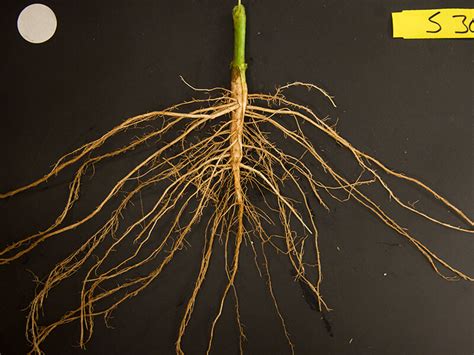 root   problem