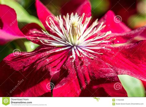 il primo piano soleggiato di bella clematide rossa di passione fiorisce e pistilli immagine
