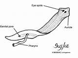 Flatworm Platyhelminthes Type Worms Phylum Pharynx Auricle Types Choose Board sketch template