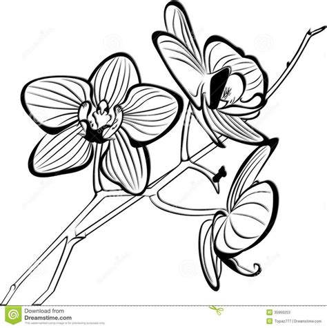 tropical flowers coloring pages az coloring pages orquideas