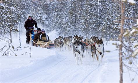 reindeer huskies and santa claus all in just one day daily mail