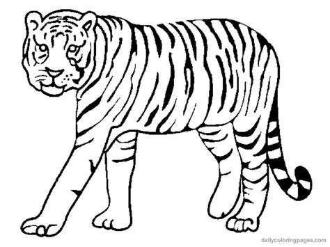 images animal tiger coloring tiger coloring pageswildanimals