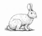 Zeca Coniglio Kako Nacrtati Disegnare Zec Slike Imparare Testa Crtanje Animal Chiaroscuro Bunny Zampe Crteža sketch template