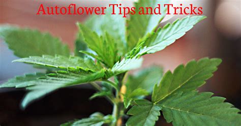 autoflower tips  tricks autoflowering cannabis blog