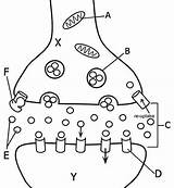 Coloring Synapse Anatomy Worksheet Neuron Ssri Work Dna Science Sheet Biology Guide Worksheets Brain Biologycorner Diagram Color Psychology Including Questions sketch template