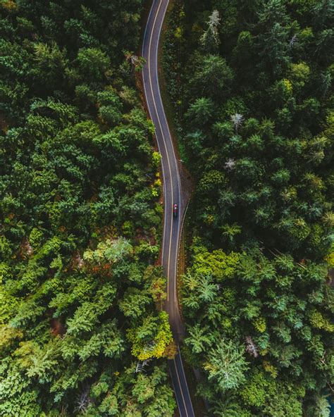drone forest pictures   images  unsplash