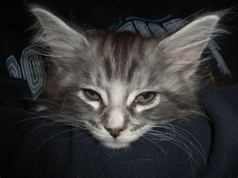 My Male Maine Coon Kitten At 8 Weeks Giving Us Sexy Eyes Virtkitty