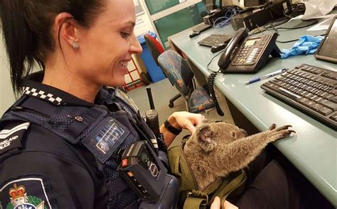 Aussie Cops Find Koala Bear In The Bag Of A Woman They Ve