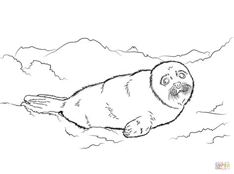 baby seal coloring pages coloring home
