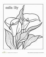 Lily Calla Coloring Drawing Flower Pages Flowers Designlooter Education Lilies Getdrawings Worksheet 378px 76kb sketch template