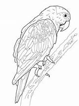Parrot Coloring Green Crowned Blue Pages Printable Supercoloring sketch template